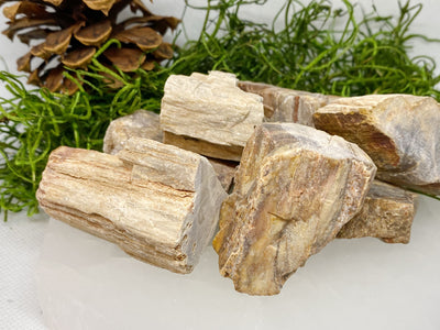 Petrified Wood