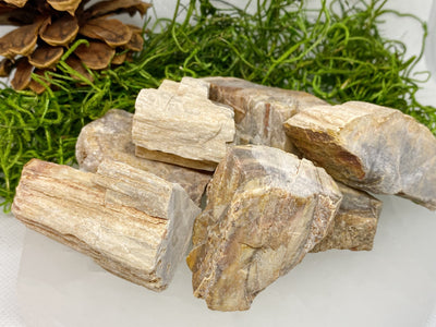 Petrified Wood