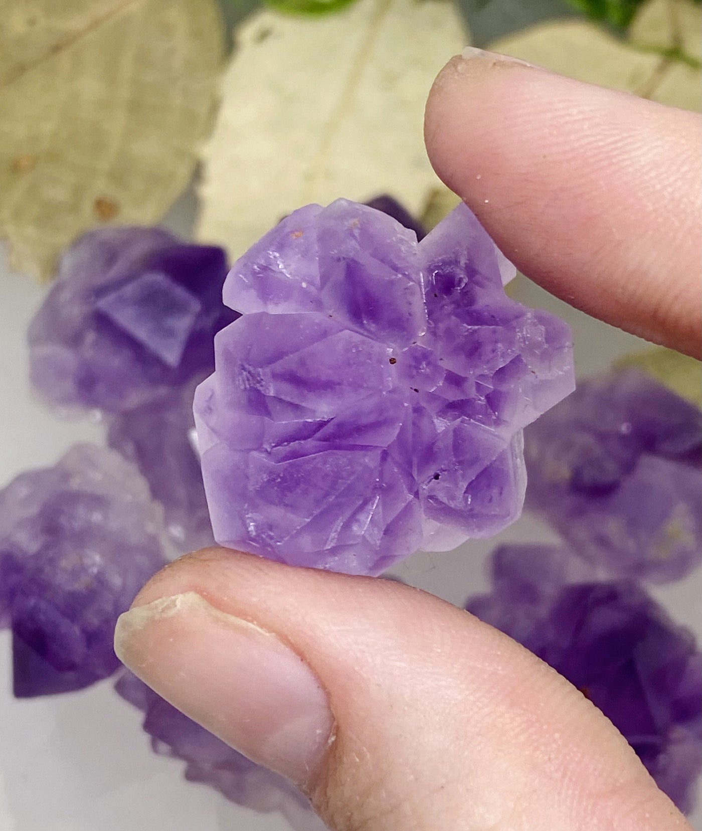 Amethyst Blossom