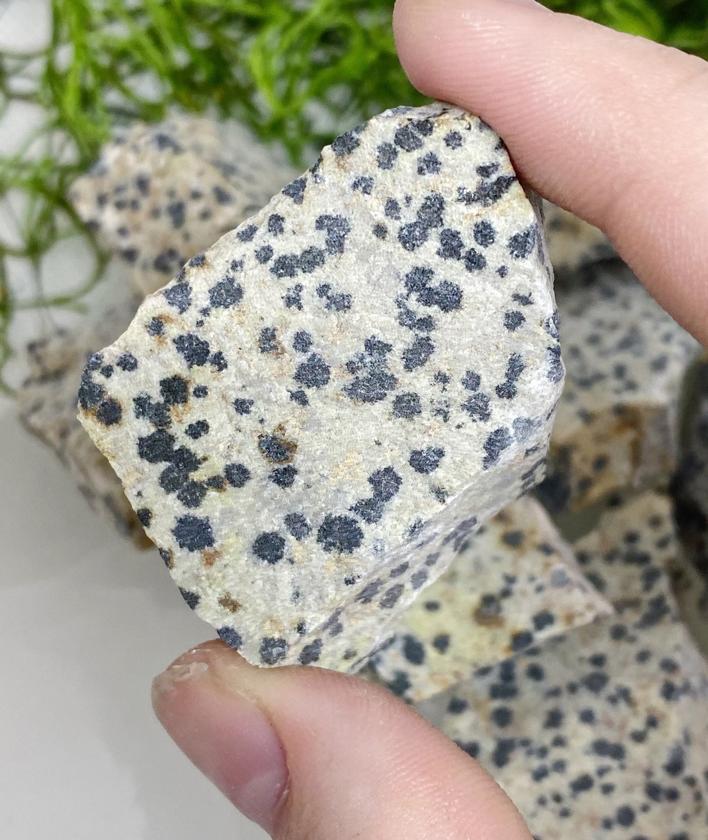 Dalmatian Jasper Raw